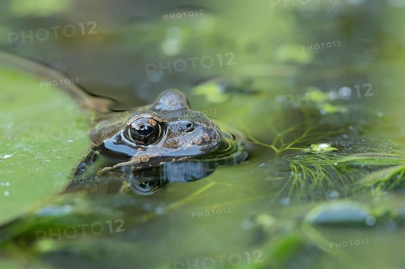 Common frog (Rana temporaria) adult amphibian on the water surface of a garden pond, England, United Kingdom