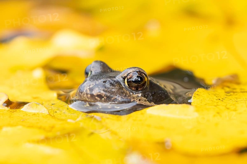 Common frog (Rana temporaria) adult amphibian on the water surface of a garden pond amongst fallen autumn leaves, England, United Kingdom
