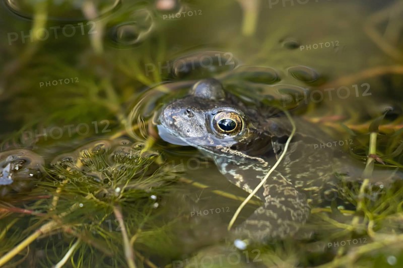 Common frog (Rana temporaria) adult amphibian on the water surface of a garden pond amongst pond weed in summer, England, United Kingdom