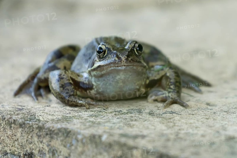 Common frog (Rana temporaria) adult amphibian on a garden paving slab in summer, England, United Kingdom