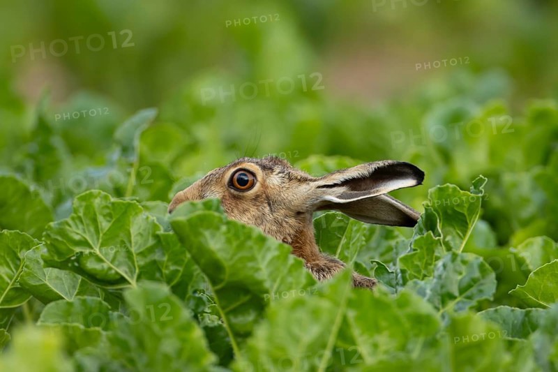 European brown hare (Lepus europaeus) adult animal in a arable farm sugar beet crop field in summer, England, United Kingdom