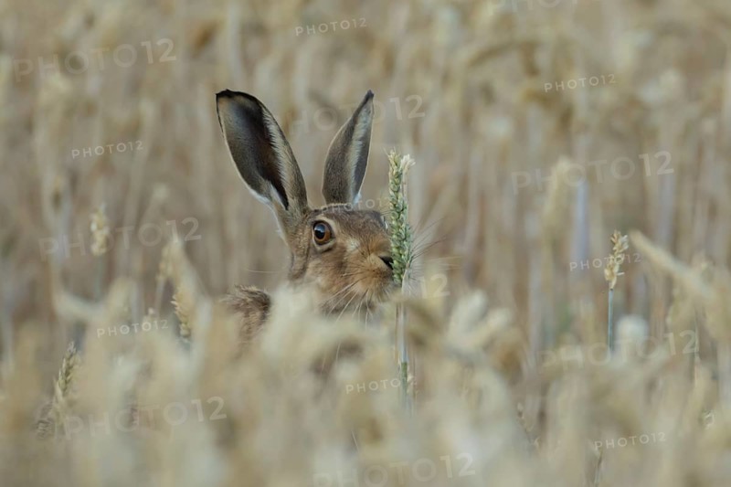 European brown hare (Lepus europaeus) adult animal eating a wheat sheath in a farmland field in summer, England, United Kingdom