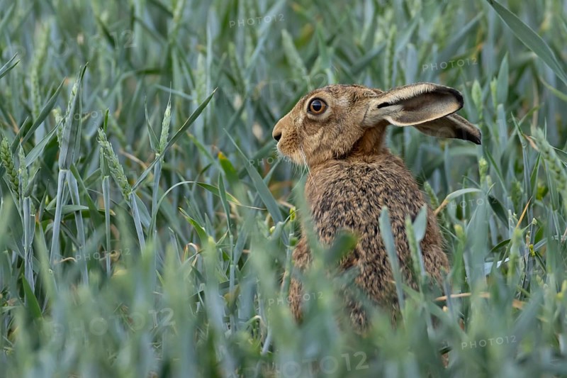 European brown hare (Lepus europaeus) adult animal in a farmland wheat crop field in summer, England, United Kingdom