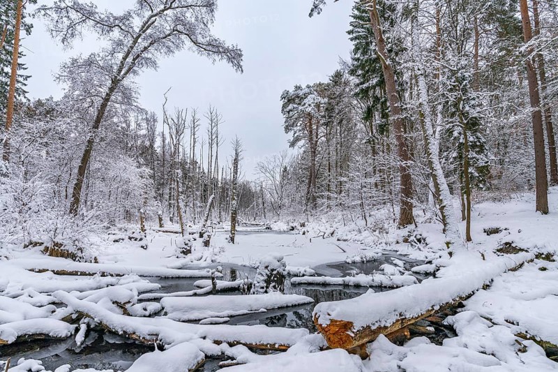 Landscape covered by snow with fallen trees on the Briese river in the forest in winter, landscape dammed by beavers, Briesetal, Barnim nature park Park, Brandenburg, Germany