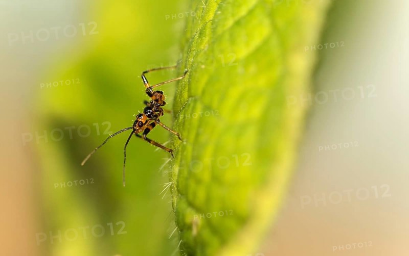 A few days old nymph of a predatory bug (probably Rhynocoris cf. cuspidatus), family Reduviidae, Valais, Switzerland