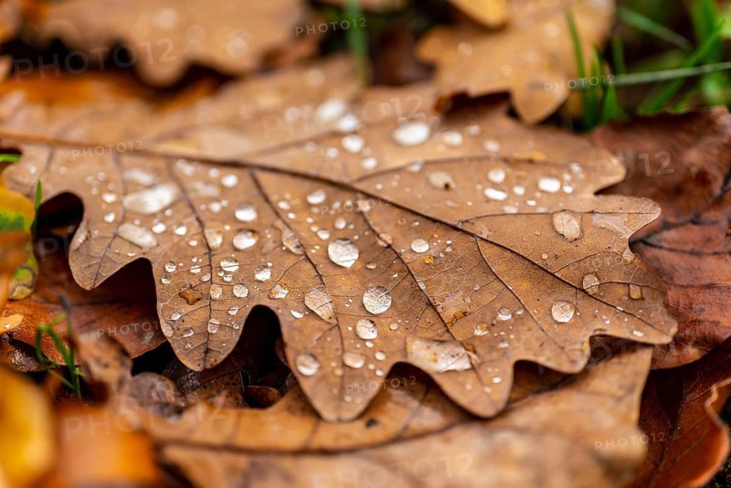 Close-up of the leaf of an oak (Quercus) in autumnal brown colouring on the ground of a forest, wetted with water droplets glistening in the light, Germany