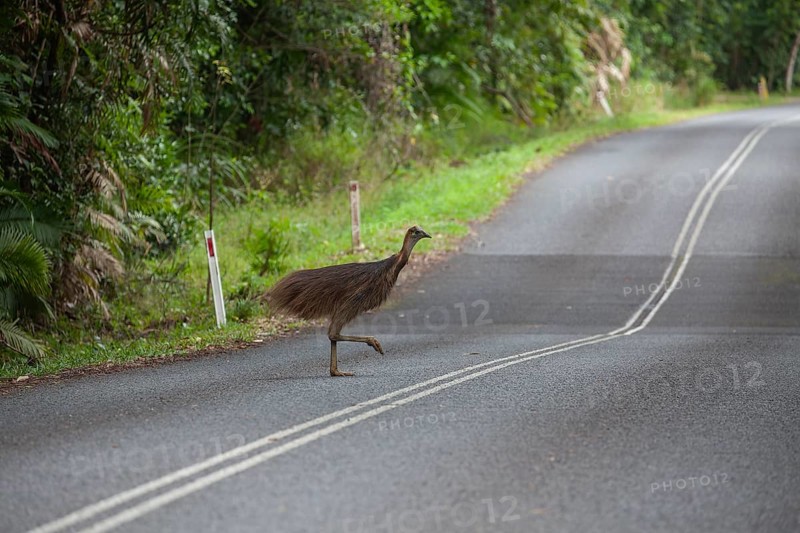 Young Southern Cassowary crossing the road in Daintree National Park, Queensland, Australia