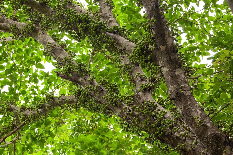Cauliflory on fig (Ficus racemosa) trunks in tropical forest, Daintree National Park, Queensland, Australia