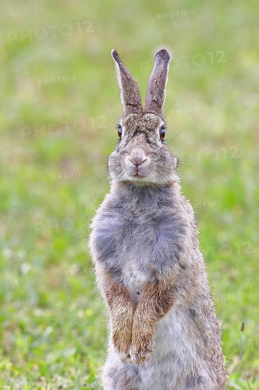 Wild rabbit (Oryctolagus cuniculus), sitting in a meadow, making mate, erect, fully grown, alert, wildlife, animals, rodent, Podersdorf, Lake Neusiedl-Seewinkel National Park, Burgenland, Austria