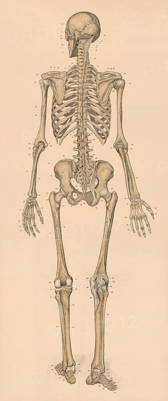 Medical illustration, human skeleton from behind, school picture, authentic reproduction of a school mural, around 1900, exact date unknown, historical