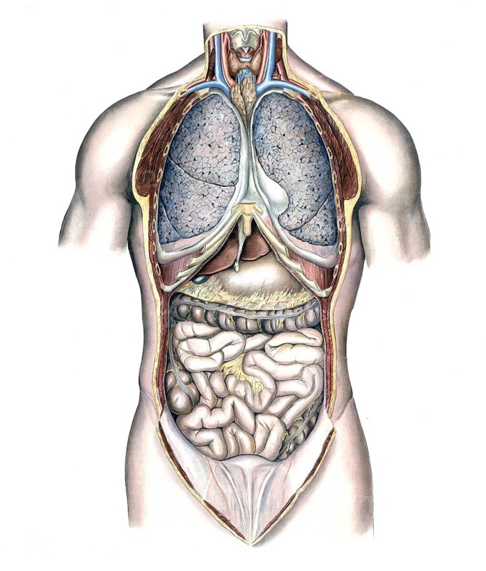 Medical illustration, intestines, internal organs in human chest and abdomen, school picture, authentic reproduction of a school mural, around 1900, exact date unknown, historical