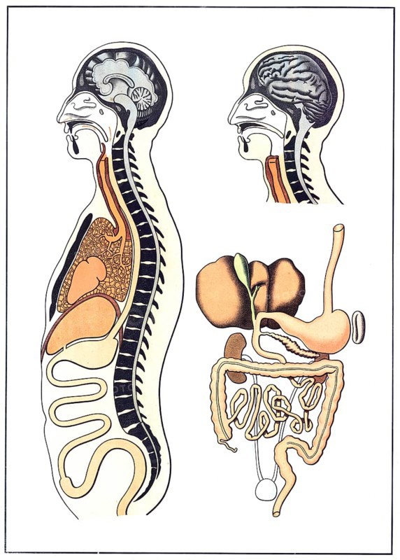 Medical illustration, The human digestive system, school picture, authentic reproduction of a school mural, around 1900, exact date unknown, historical