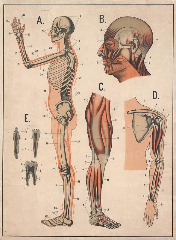 Medical illustration, human skeleton and muscles, school picture, authentic reproduction of a school mural, around 1900, exact date unknown, historical