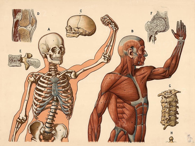Medical illustration, human body, skeleton, bone structure and muscles, school picture, authentic reproduction of a school mural, around 1900, exact date unknown, historical