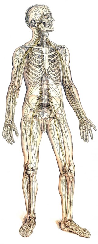 Medical illustration, The peripheral nervous system, school picture, authentic reproduction of a school mural, around 1900, exact date unknown, historical