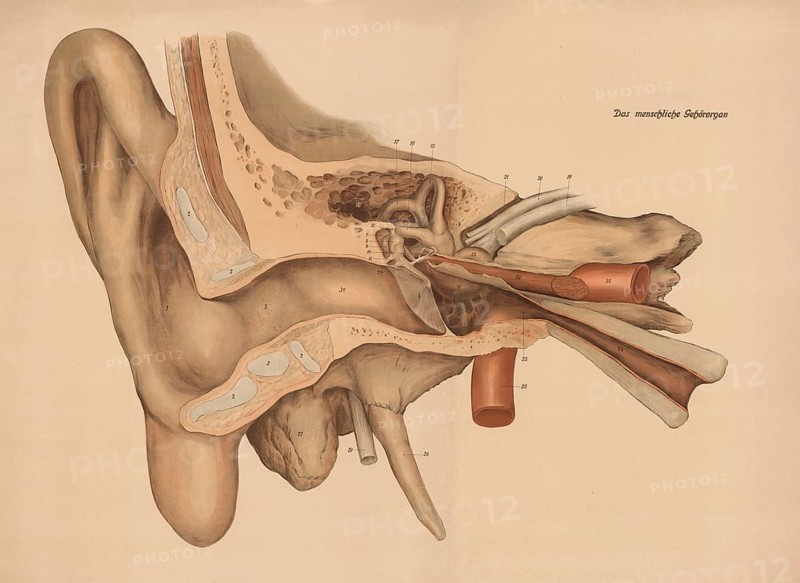 Medical illustration, The human hearing organ, ear, school picture, authentic reproduction of a school mural, around 1900, exact date unknown, historical