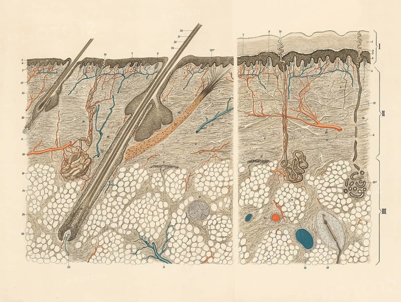 Medical illustration, cut through human skin and hair root, school picture, authentic reproduction of a school mural, around 1900, exact date unknown, historical