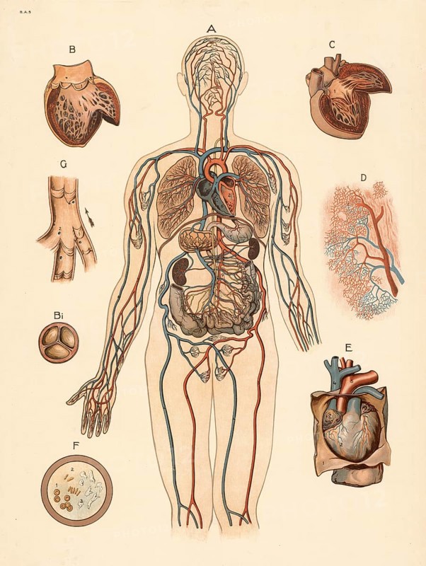 Medical illustration, human blood circulation with organs, school picture, authentic reproduction of a school mural, around 1900, exact date unknown, historical