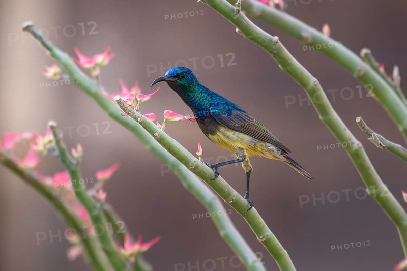 Sunbird, Souimanga Sunbird (Cinnyris souimanga), male, in the dry forest in western Madagascar