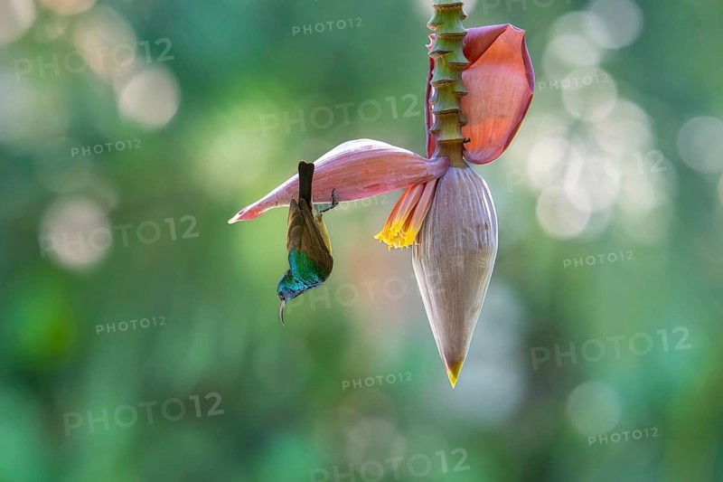 Sunbird, Souimanga Sunbird (Cinnyris souimanga), male, in banana plantation in western Madagascar