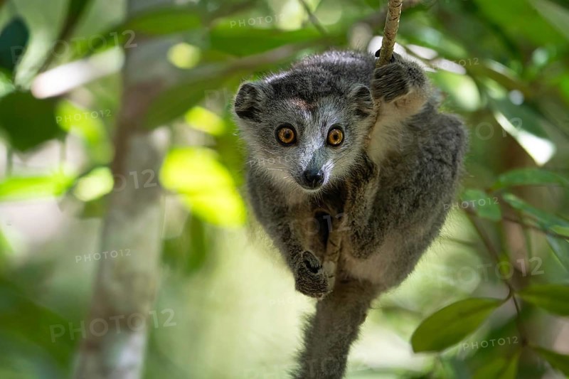 Crowned lemur (Eulemur coronatus) in the dry forests of north-west Madagascar