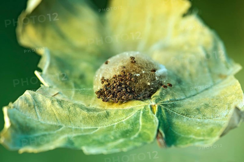 Young oak leaf wheel spiders (Aculepeira ceropegia) begin to leave their cocoon after hatching, Valais, Switzerland