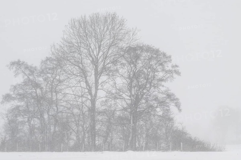 English oak (Quercus robur) in a misty snowstorm, Emsland, Lower Saxony, Germany