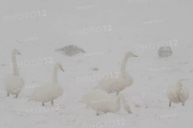 Whooper swans (Cygnus cygnus) and grey geese (Anser anser) in the snow, Emsland, Lower Saxony, Germany