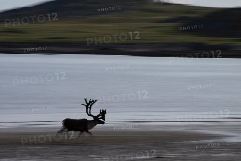Kiberg, Troms, Norway, Blurred reindeer (Rangifer tarandus) in dynamic movement on the beach of the Barents Sea in a natural landscape