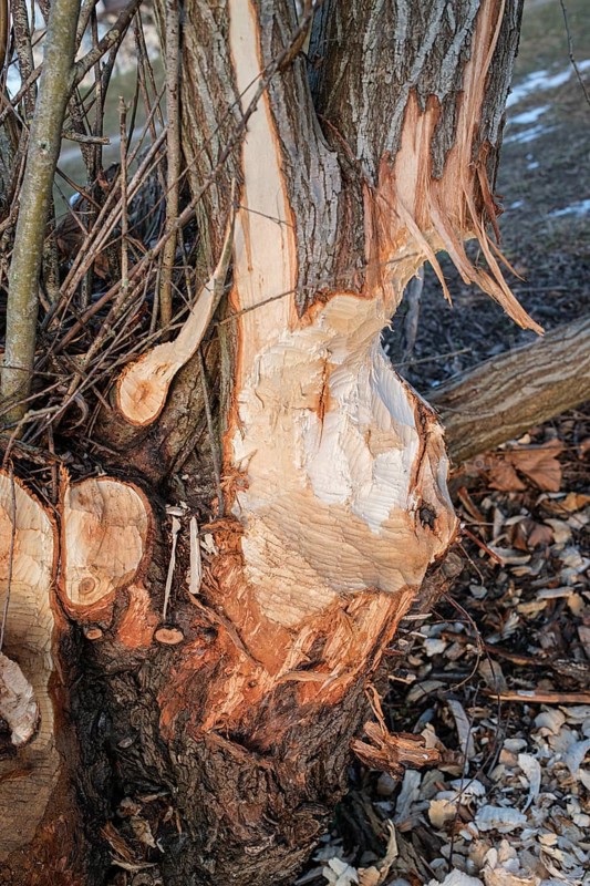 Beaver bite on a tree trunk, Radolfzell am Lake Constance, Konstanz district, Baden-Württemberg, Germany