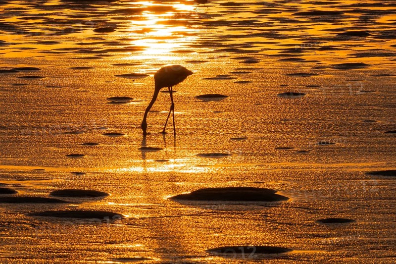 Pink flamingo (Phoenicopterus roseus) against the light, sunset, lagoon at Walfish Bay, Erongo, Namibia