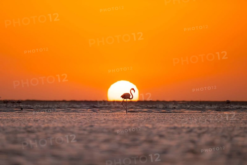 Single pink flamingo (Phoenicopterus roseus) directly in front of the setting sun, backlight, sunset, lagoon at Walfish Bay, Erongo, Namibia