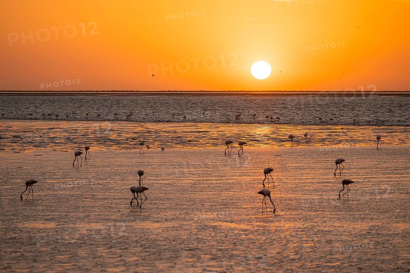 Pink flamingos (Phoenicopterus roseus) against the light, sunset, lagoon at Walfish Bay, Erongo, Namibia