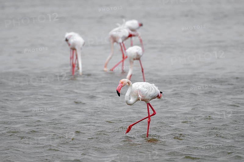 Pink flamingo (Phoenicopterus roseus) in a lagoon, Walfish Bay, Erongo, Namibia