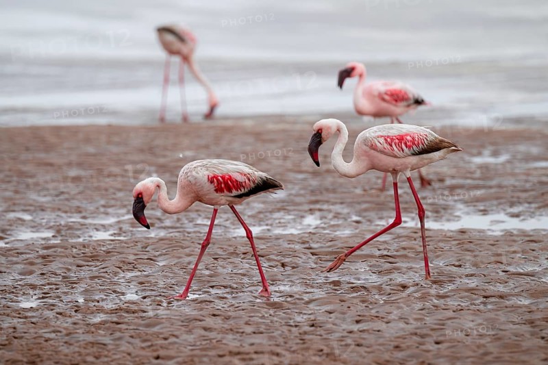 Lesser Flamingos (Phoeniconaias minor) in a lagoon, Walfish Bay, Erongo, Namibia