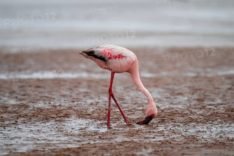 Lesser Flamingo (Phoeniconaias minor) in a lagoon, Walfish Bay, Erongo, Namibia