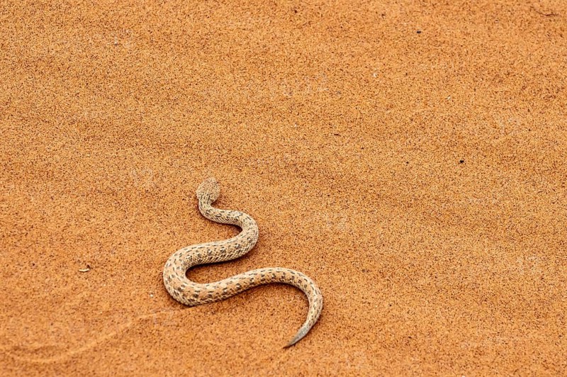 Dwarf puff adder (Bitis peringueyi) in the sand, Namib Desert, Namibia