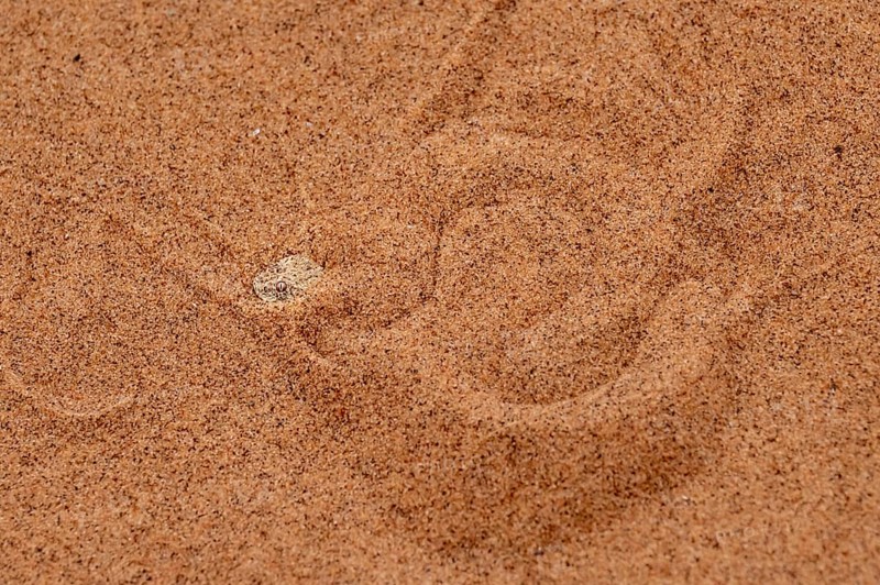 Dwarf puff adder (Bitis peringueyi) hiding in the sand, camouflage, Namib Desert, Namibia