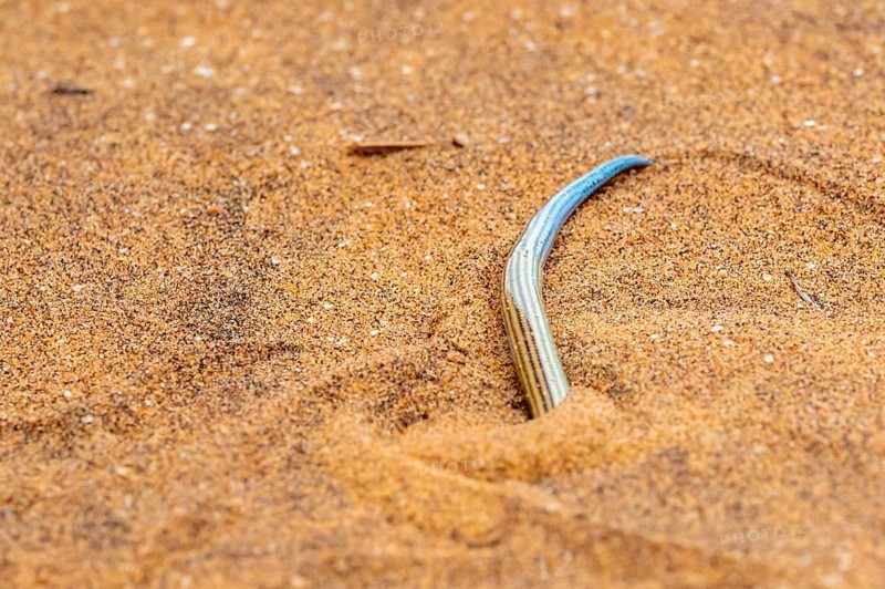 FitzSimon's burrowing skink or short blind dart skink, (Typlacontias brevipes), Namib Desert, Namibia