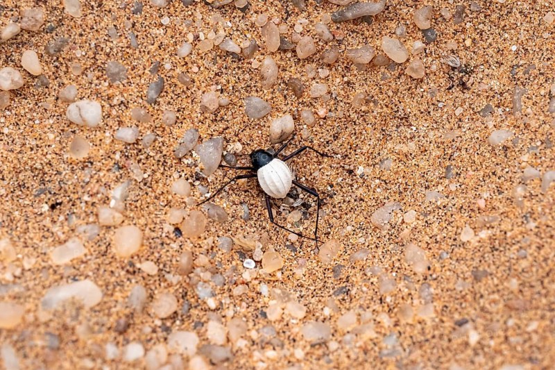 Mist drinker beetle, Tenebrionidae, Onymacris, on sand, Sossusvlei, Namibia