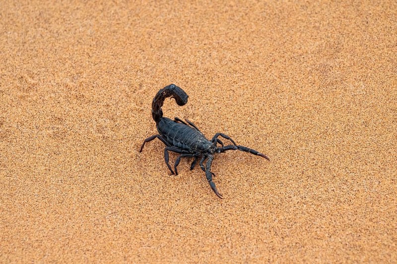 Black scorpion (Parabuthus villosus) running across sand, Namib Desert near Swakopmund, Namibia