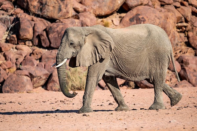 African elephant (Loxodonta africana), desert elephant, riverbed of the Ugab River, Damaraland, Kunene region, Namibia