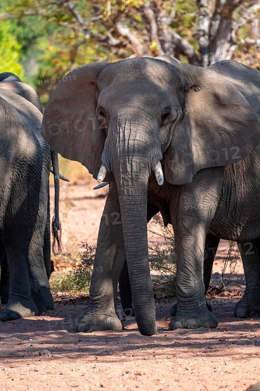 African elephant (Loxodonta africana), desert elephant, riverbed of the Ugab River, Damaraland, Kunene region, Namibia