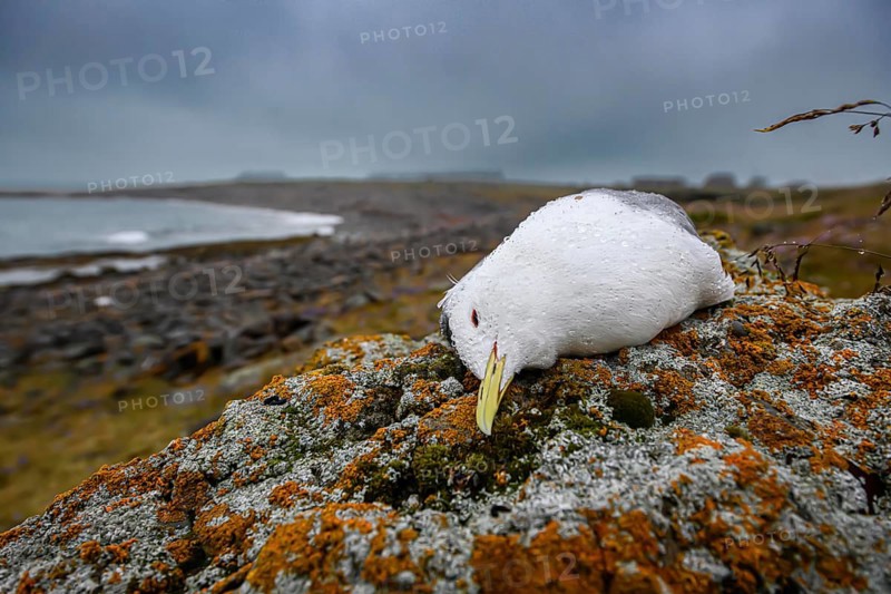 A dead kittiwake (Rissa tridactyla), dead from avian influenza, on a stony coastal cliff, grey sky with sea in the background, melancholic atmosphere, Ekeroya, Vadsø, Troms, Norway