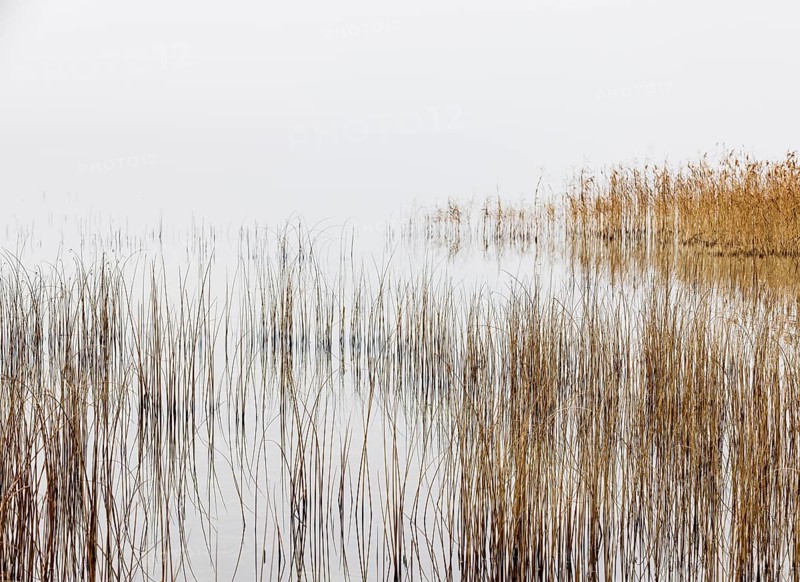 Autumn morning fog on the reed belt on the shores of Lake Mondsee, Salzkammergut, Upper Austria, Austria