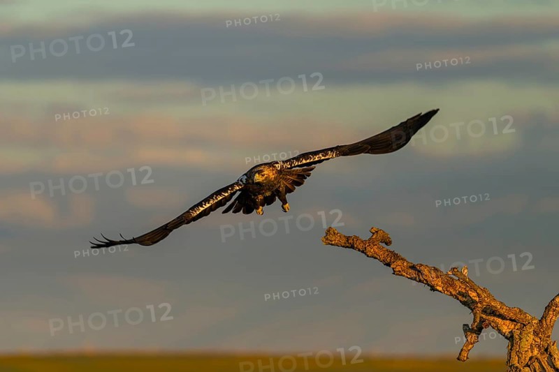 Spanish imperial eagle (Aquila adalberti) Castilla-La Mancha, Spain