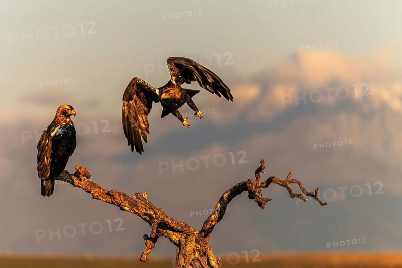 Spanish imperial eagle (Aquila adalberti) with the background of Gredos and the snowy peak of Almazor, Castilla-La Mancha, Spain