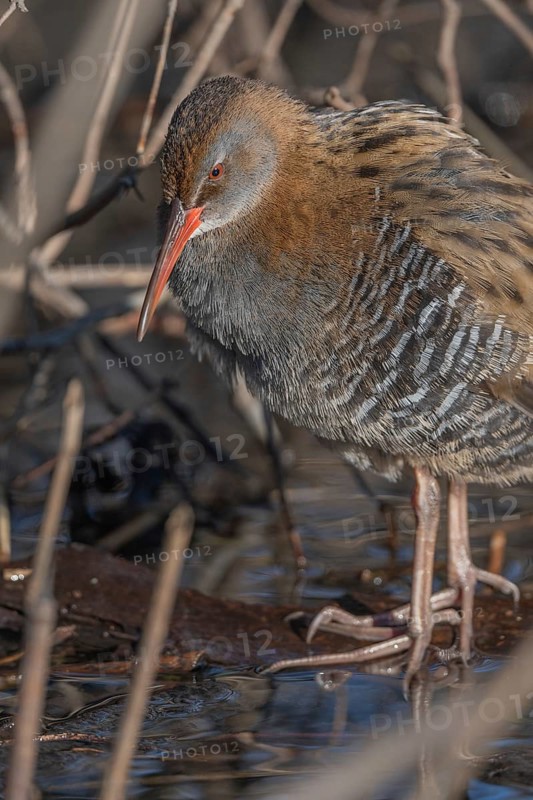 Water Rail (Rallus aquaticus) sits on branches in the swamp. It has grey feathers and stripes. Scene shows reflections of daylight on the water