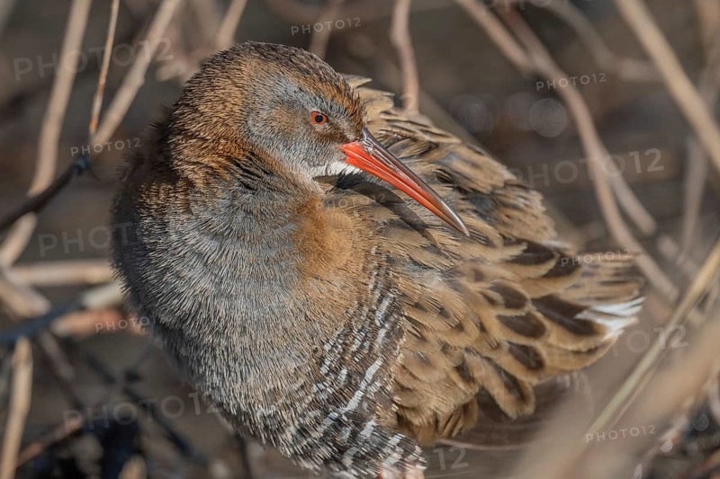 Water Rail (Rallus aquaticus) sits on branches in the swamp. It has grey feathers and stripes. Scene shows reflections of daylight on the water
