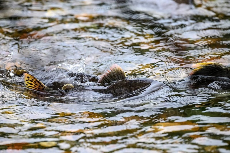 Atlantic salmon (Salmo salar) swimming close to the surface on their spawning migration in a northern Norwegian salmon river Wild river and moving in flowing water, dorsal fins visible in shallow water, Grense Jacobselv, Finnmark, Norway